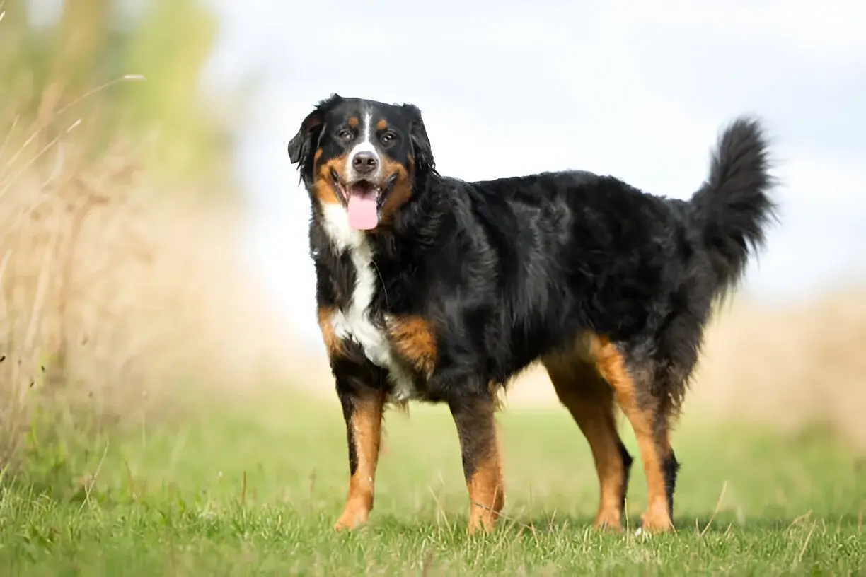 greater swiss mountain dog