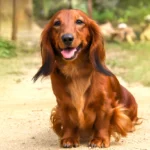 long haired dachshund