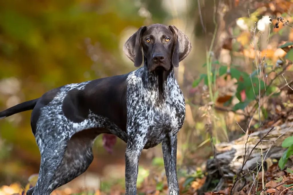 german shorthaired pointer